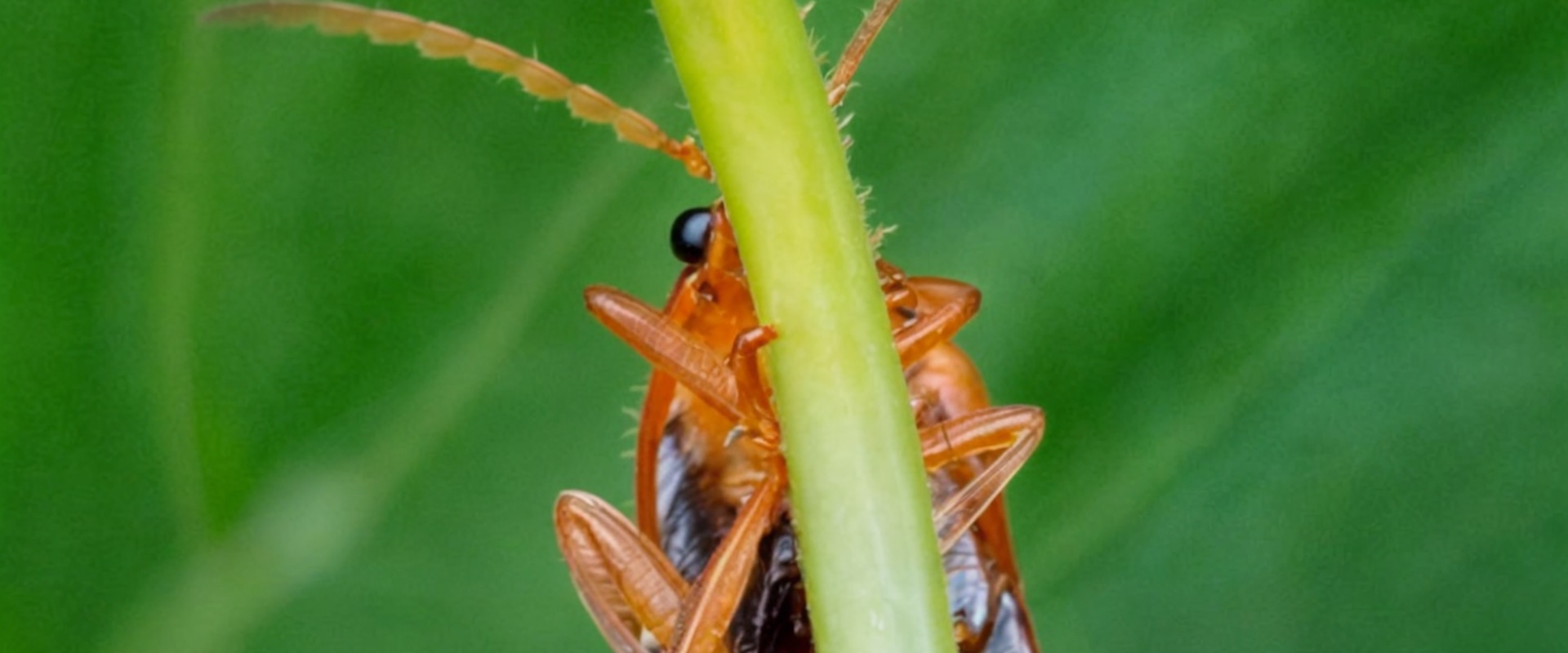 Maintain a Vibrant Lawn with Omega Pest Solutions