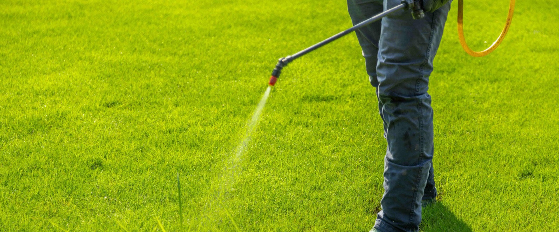 Effective Lawn Fertilization Strategies to Control Common Weeds