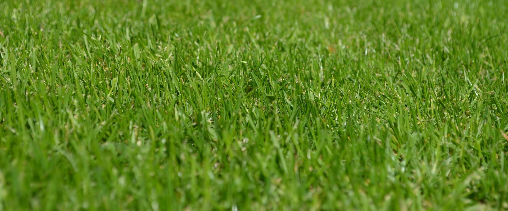Enhance Your Lawn's Health with Core Aeration and Fertilization