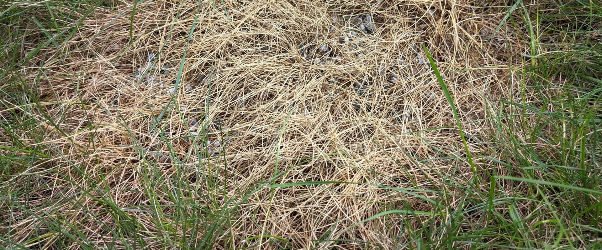 Identifying the Signs of Over-Fertilization in Your Lawn