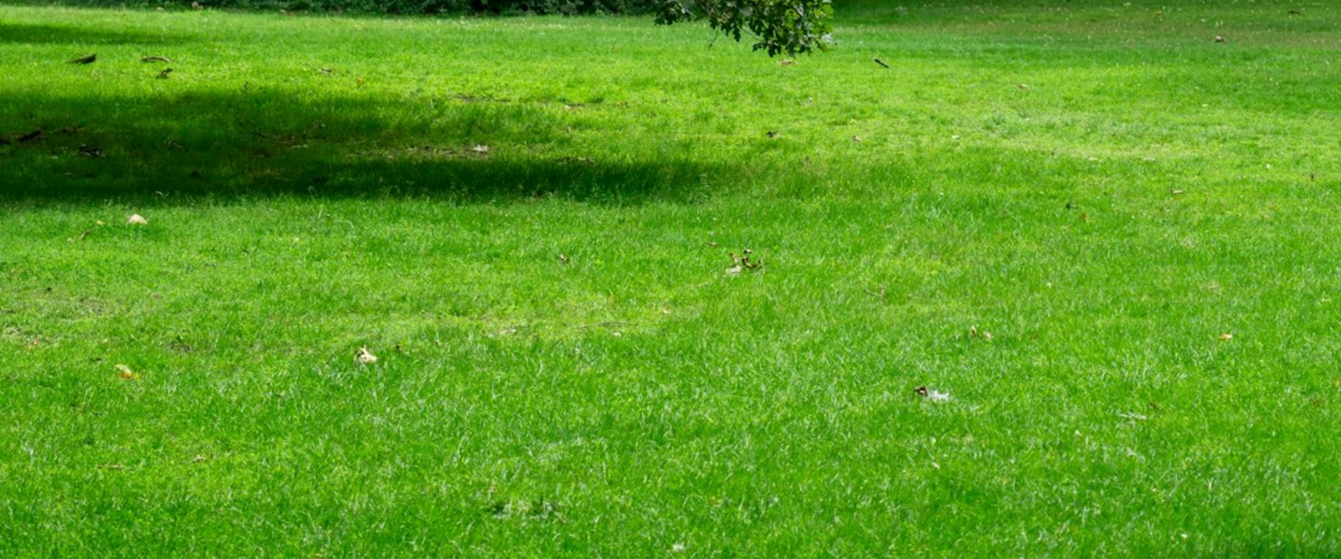 The Optimal Timing for Lawn Fertilization: A Seasonal Guide