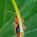 Maintain a Vibrant Lawn with Omega Pest Solutions