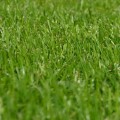 Enhance Your Lawn's Health with Core Aeration and Fertilization