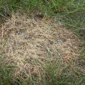 Identifying the Signs of Over-Fertilization in Your Lawn
