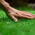 Natural Methods to Enhance Soil Fertility for Lush Lawns