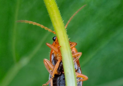 Maintain a Vibrant Lawn with Omega Pest Solutions