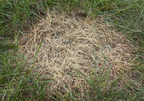 Identifying the Signs of Over-Fertilization in Your Lawn
